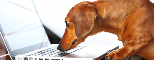 Stop SEO wagging your dog of a website